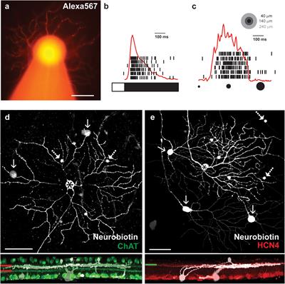 Serotonin is a gap junction-permeable neuronal tracer in the mouse retina